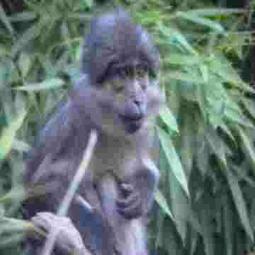 Questions de culture générale en singes, très amusants !