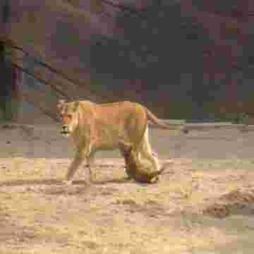 Même les bébés animaux détestent l'école