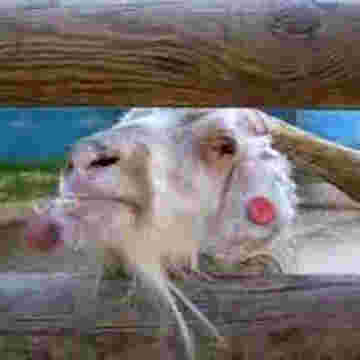 Une chèvre pète les plombs!