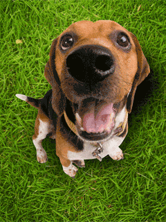 Chien truffe