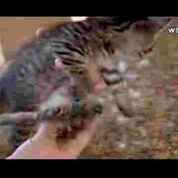 Un incroyable chaton à 6 pattes!