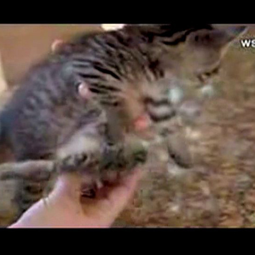 Un incroyable chaton à 6 pattes!