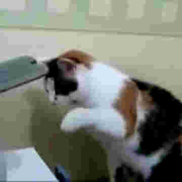 Chat hystérique v/s imprimante!