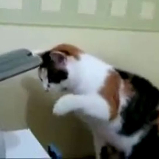 Chat hystérique v/s imprimante!