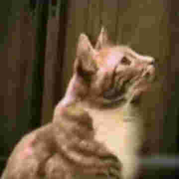 Des chats hallucinants parlent sur ton mobile!