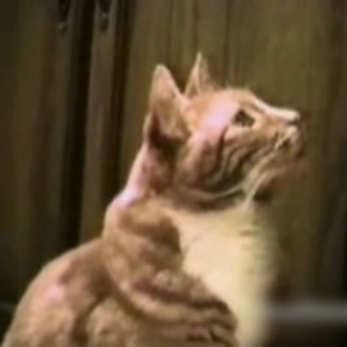 Des chats hallucinants parlent sur ton mobile!
