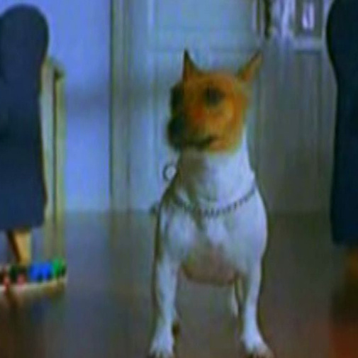 Chien ne reconnaissant plus
son salon!
