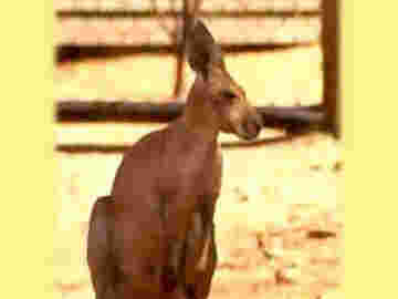 Le kangourou, animal symbole de l'Australie