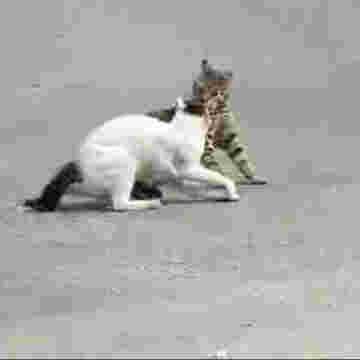Bagarre entre chats dans la rue!