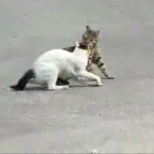 Bagarre entre chats dans la rue!