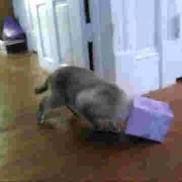 Tête d'un chat coincée dans une boîte