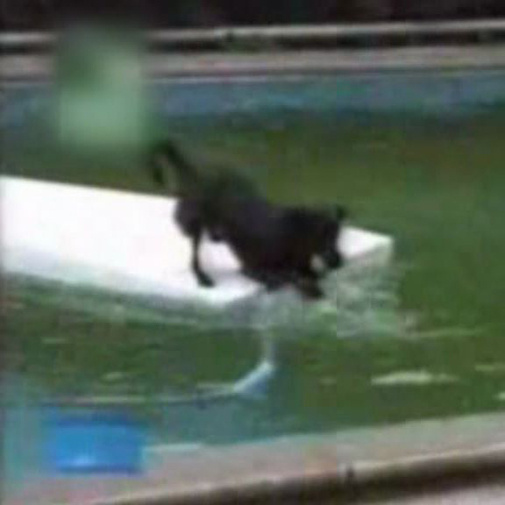Chien intelligent récupérant
sa balle
