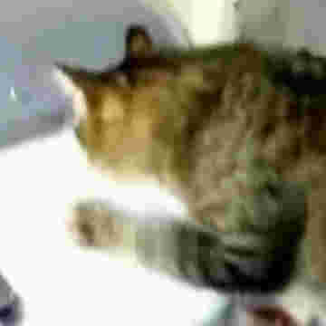 Chat s'amusant comme un fou avec l'imprimante!