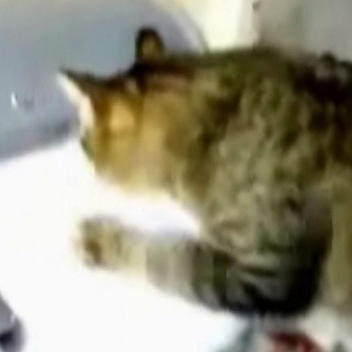 Chat s'amusant comme un fou avec l'imprimante!