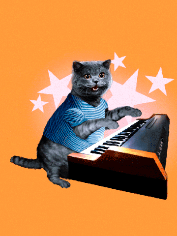 Chat pianiste