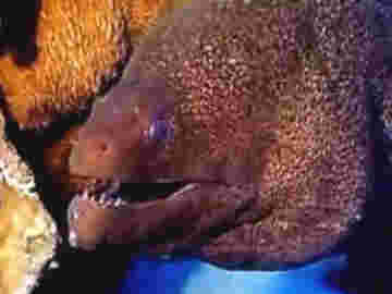 La murène peut arborer mille et une couleur