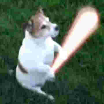 Le chien chevalier Jedi avec son sabre laser!