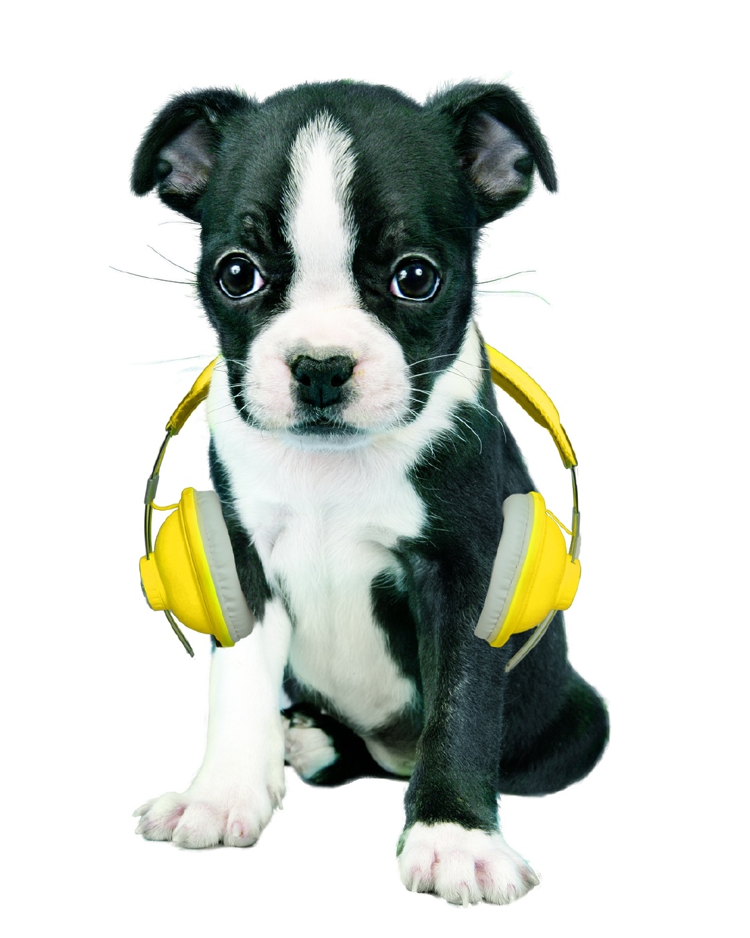 Chiot et son casque jaune