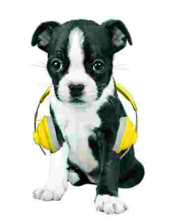 Chiot et son casque jaune