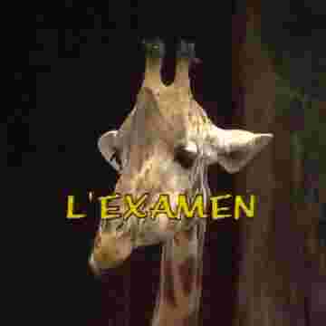 L'examen de mathématique pour les animaux