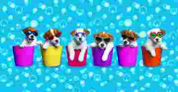 Collection d'été Jack Russel