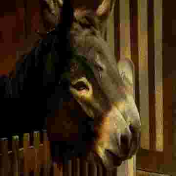 Le top 8 des animaux