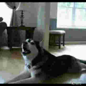 Husky poussant la chansonnette sur ton phone!