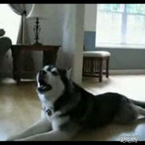Husky poussant la chansonnette sur ton phone!
