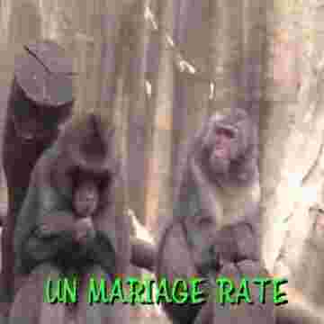 Le maire perd son écharpe le jour d'un mariage