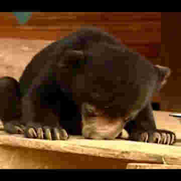 Ourson tombe de sommeil!