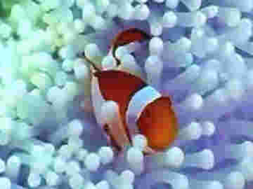 Des mignons poissons clown s'amusent dans les anémones