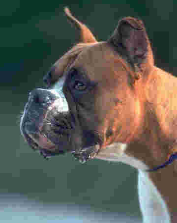 Photo d'un gros chien