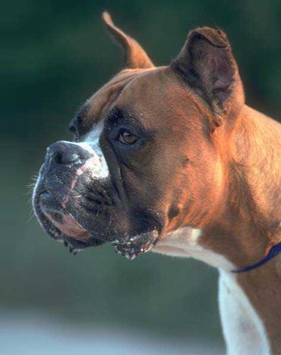 Photo d'un gros chien