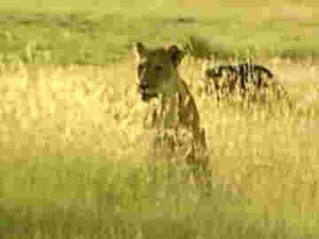 Les animaux de la savane