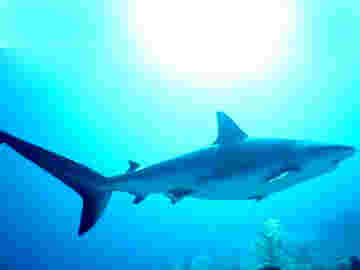 Requin et dauphin en compétition