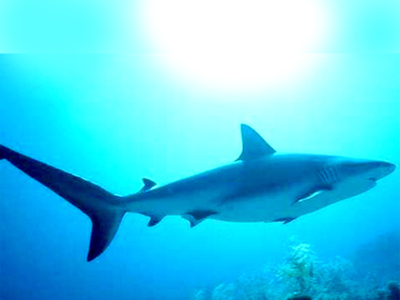 Requin et dauphin en compétition