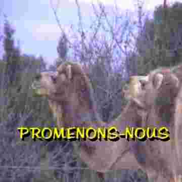 Chameaux se perdent dans le désert en se promenant!