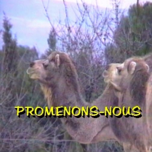 Chameaux se perdent dans le désert en se promenant!