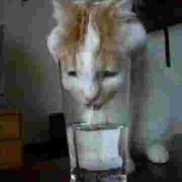 Chaton assoiffé boit de l'eau dans un verre!