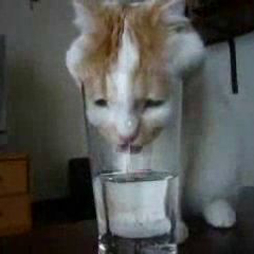 Chaton assoiffé boit de l'eau dans un verre!