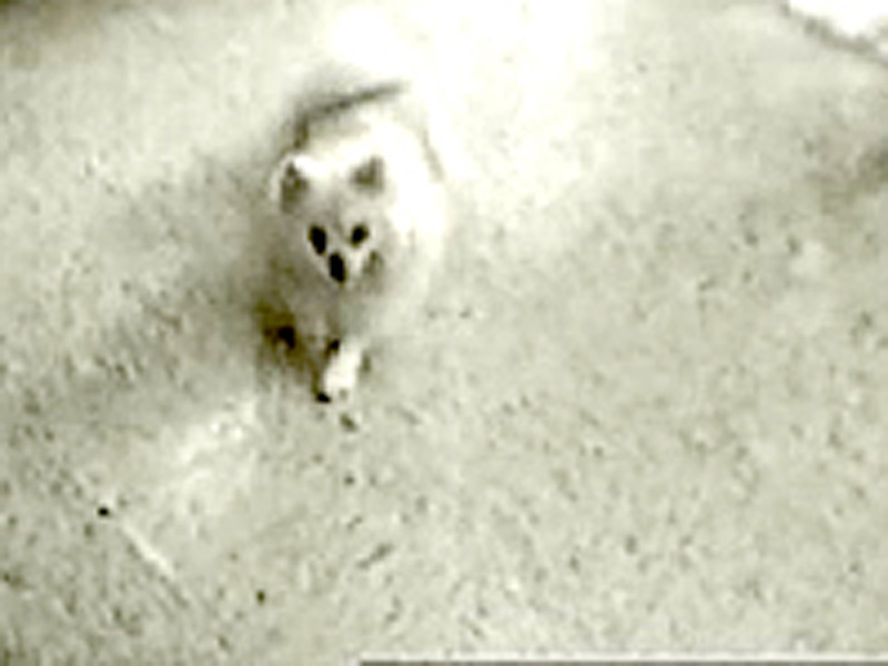 Chien rigolo