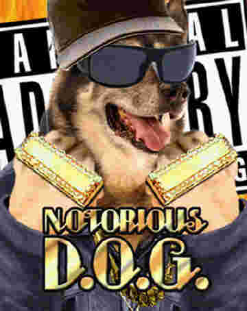 Notorious dog, the one and only