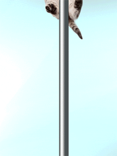 Chat pompier