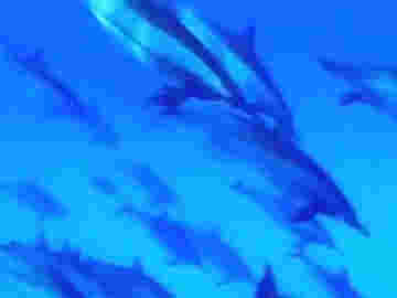 Le dauphin, l'animal le plus majestueux des océans