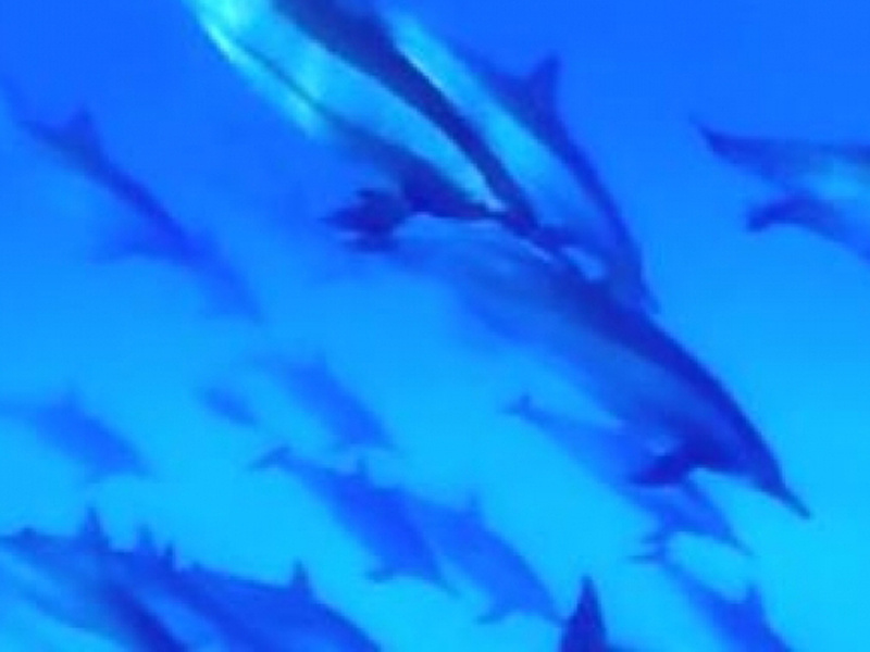 Le dauphin, l'animal le plus majestueux des océans
