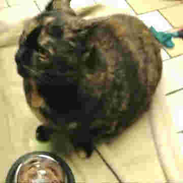 Chat parlant en exclusivité sur ton phone!