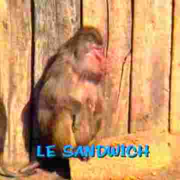 L'arnaque sur les sandwichs non caloriques!