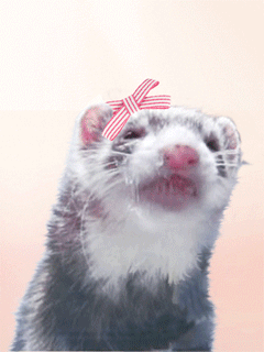 Furet lèche