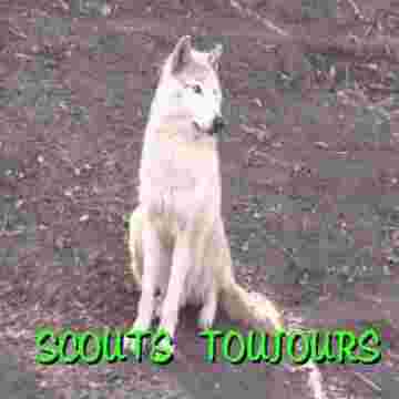 Scouts toujours : Les animaux cherchent le fanion rouge
