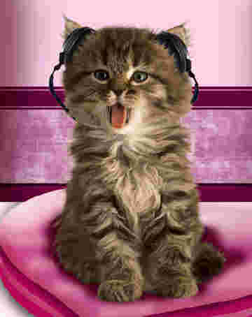 Chat Hip Hop tire la langue